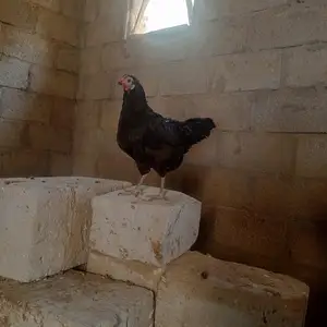 Мургой тухумкун, Вахдат