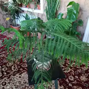 Араукария, Душанбе