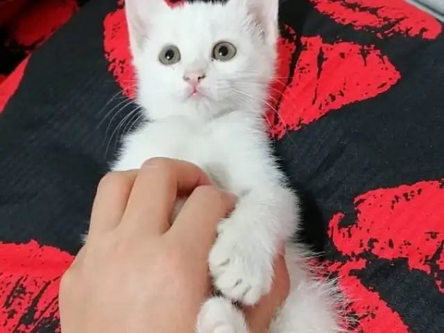 Котик, Душанбе