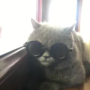 Шотландский Кот, Душанбе