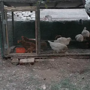 Курицы, Канибадам