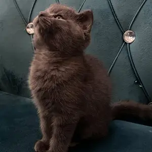 Кошка, Душанбе