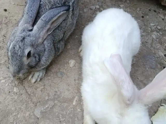 Кролик, Душанбе