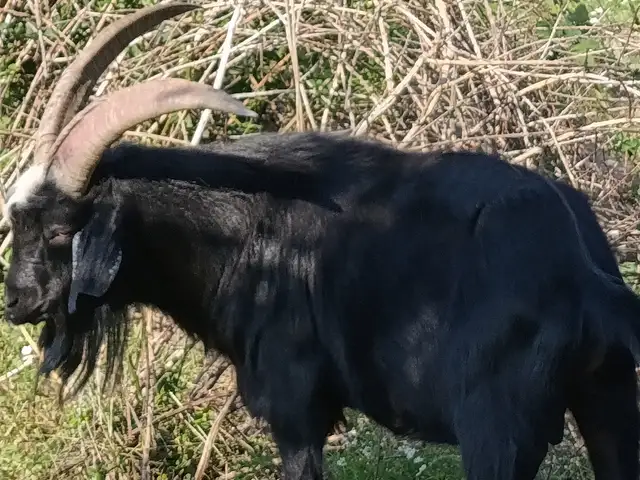 Буз, Душанбе