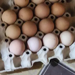 Тухми Лахмати, Худжанд