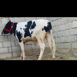 Бука, Душанбе