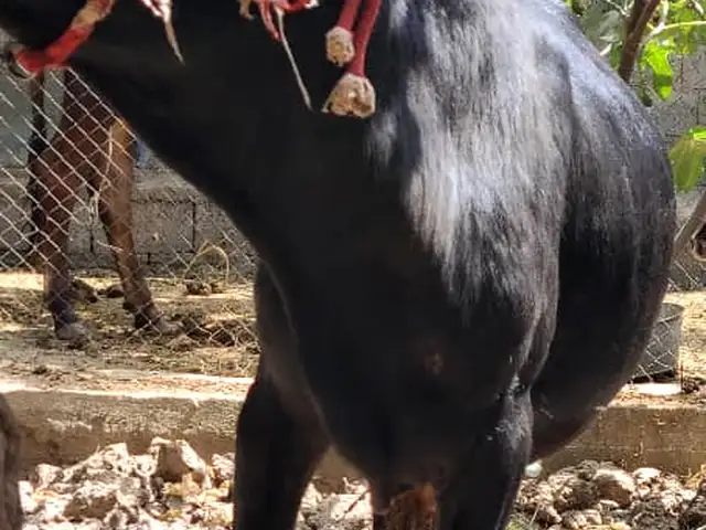 Бука, Ваҳдат