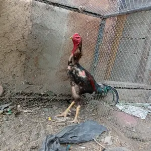 Хуруз дакан, Вахдат