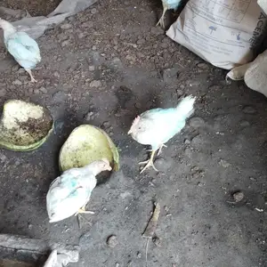 Хуруч чуча, Спитамен