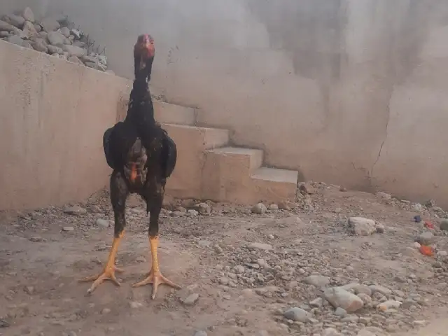 Дакан чуча О шамо, Душанбе