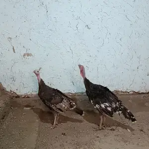 Индюк, Канибадам
