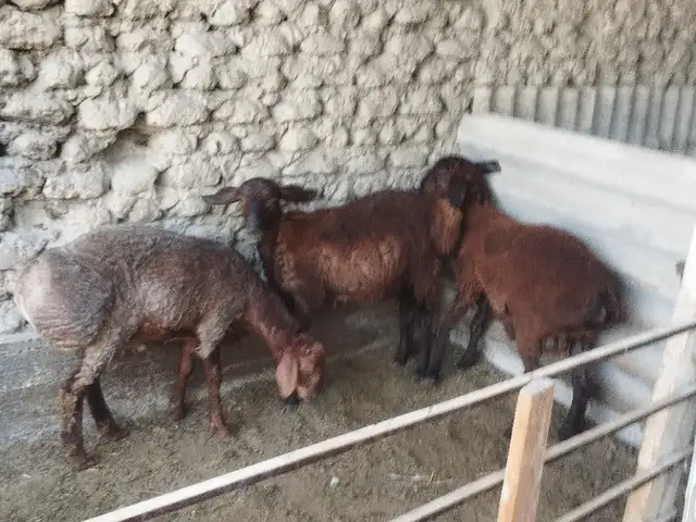 Гуспандахои кушкор, Худжанд