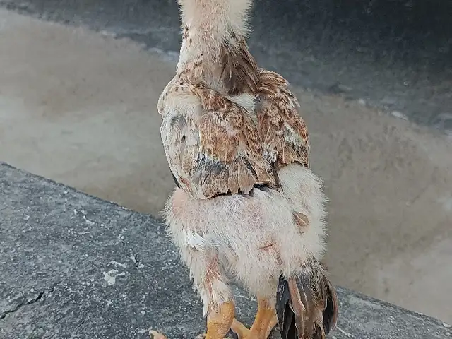 Дакан Чуча, Хуҷанд