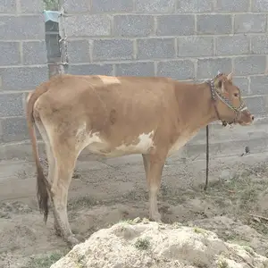 Гуночин, Душанбе