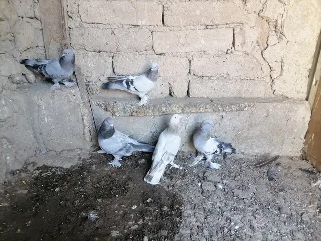 Такла, Худжанд