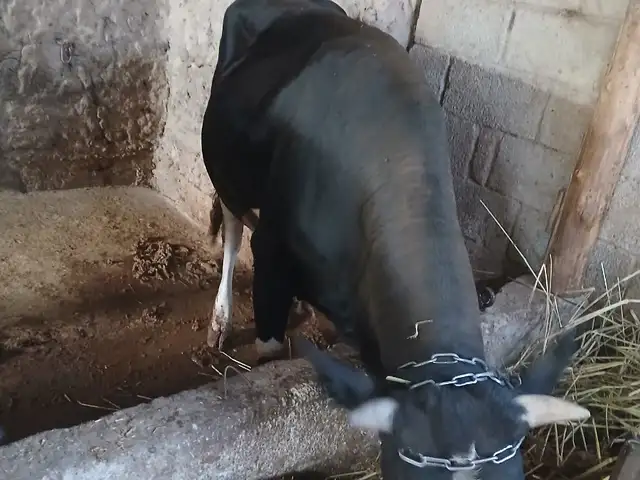 Бука, Турсунзода