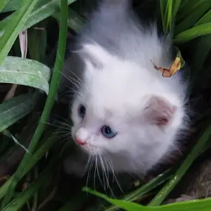 Шотландские котята, Душанбе