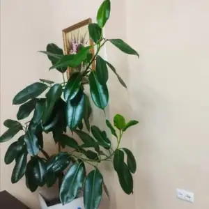 Фикус растение, Душанбе