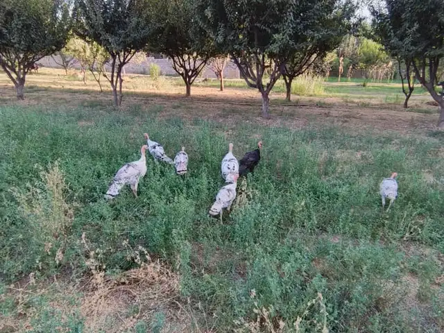 Индюки, Ҷалолиддин Балхӣ (Румӣ)