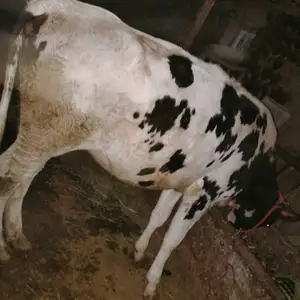 Гночини зоти, Гиссар