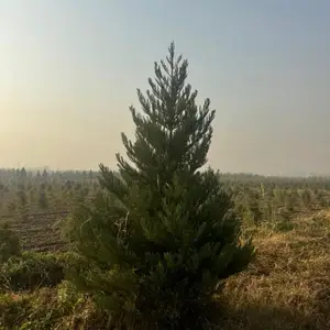 Секвой, Душанбе
