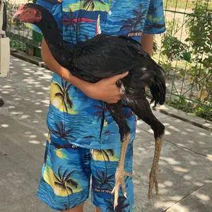 Хуруси дакан, Фархор