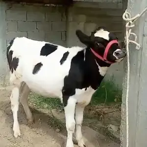 Гуночини Зотии Ало, Вахдат