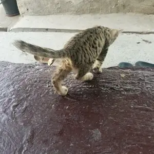 Кот, Душанбе