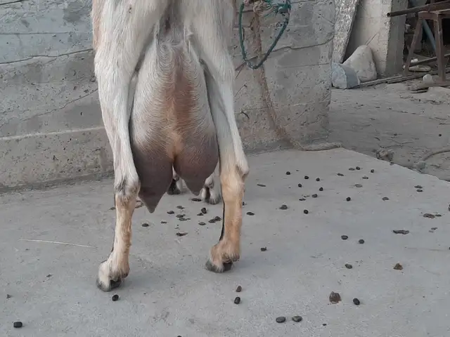 Бузи ширдор, Рудаки
