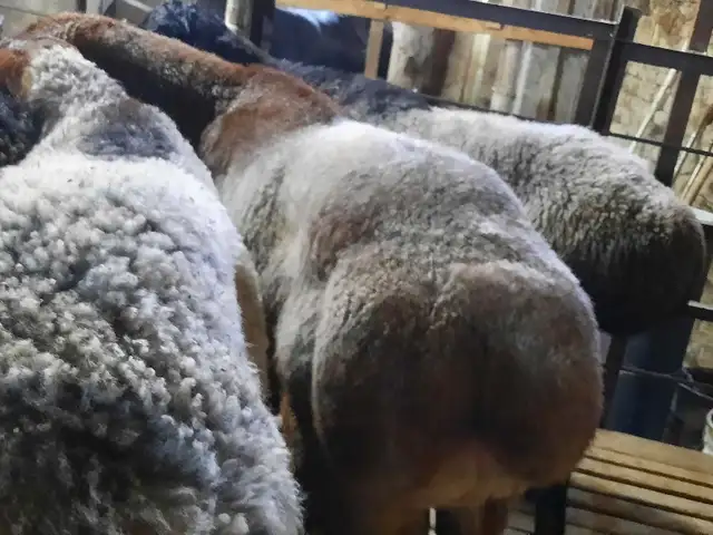 Гусфанд, Худжанд