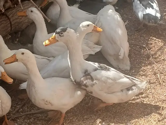 Мургоби, Рӯдакӣ