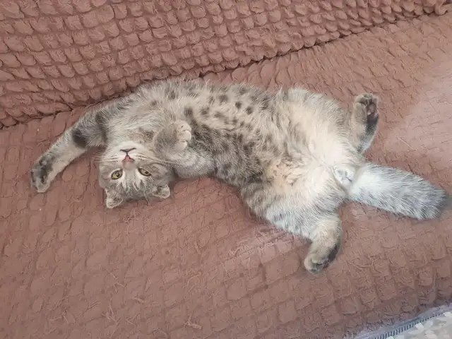 Шотландский вислоухий кот, Худжанд