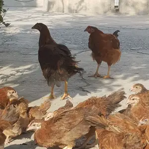 Куры ломан браун, Худжанд