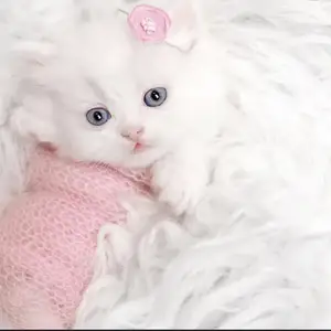 Котята беленькие шотландцы, Душанбе