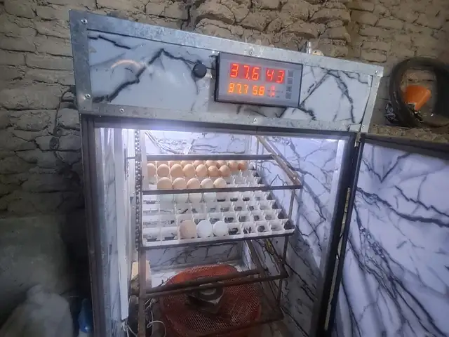 Инкубатор, Хуҷанд