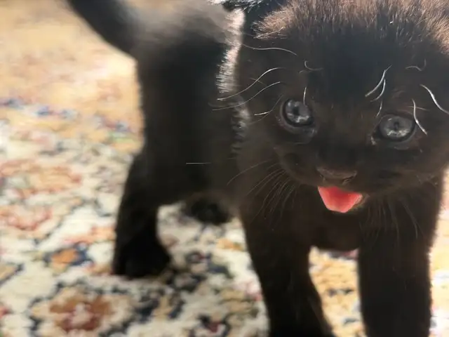 Котенок вислоушка, Душанбе