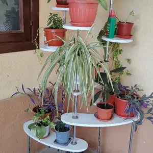 Стойка для растений, Худжанд