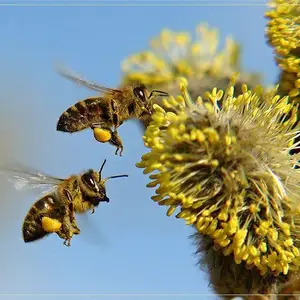 Пчелиная пыльца, Хуҷанд