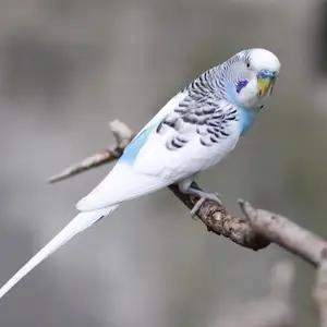 Попугай, Душанбе