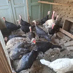 Индюки, Бободжон Гафуров