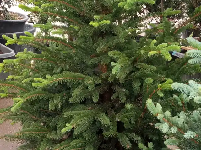 Зелёная голубая ель, Душанбе
