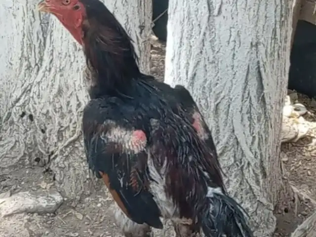 Даканг, Хуҷанд