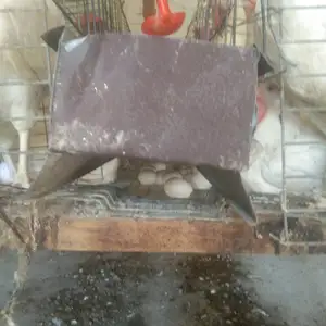 Мурги декабл Уайт, Худжанд