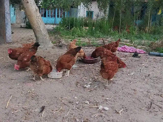 Мургхои Ломан Браун, Хуҷанд