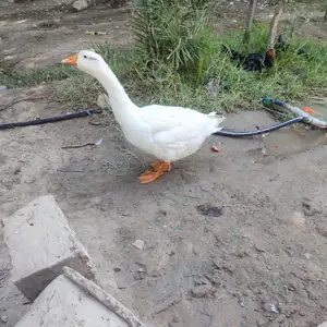 Гоз, Дӯстӣ (Ҷиликул)