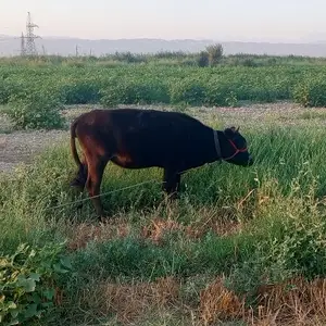 Гов, Худжанд