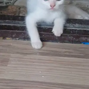 Шотландский вислоух, Худжанд