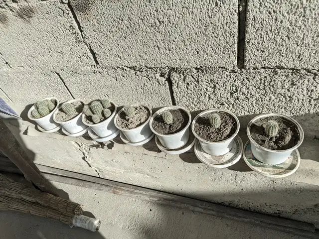 Кактусы, Душанбе