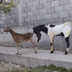 Бузҳои покистони, Хуҷанд