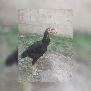 Дакан хуруз, Душанбе
